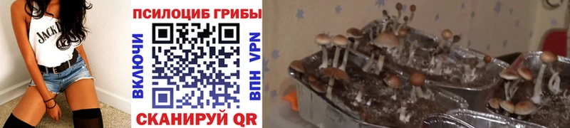 наркота  Новопавловск  Галлюциногенные грибы Psilocybe 